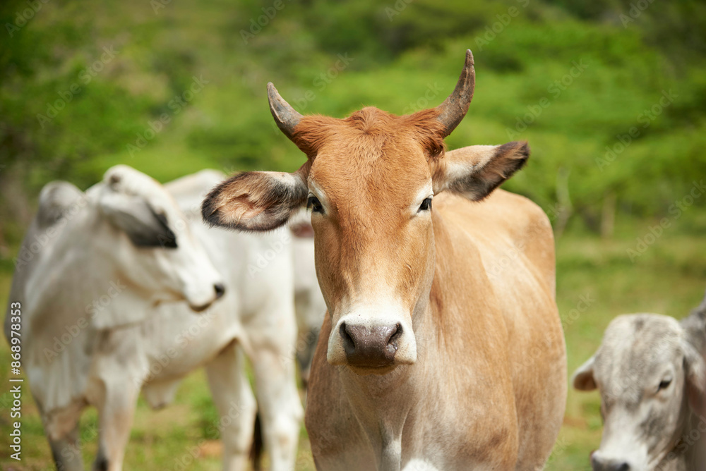 Red butterscotch Brahman cow standing looking at camera in the field. In the background, fresh green grass and other cows, out of focus. Red butterscotch Brahman cow standing looking at camera in the field. In the background, fresh green grass and other cows, out of focus.