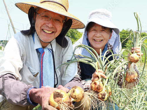 玉ねぎを収穫するシニア夫婦