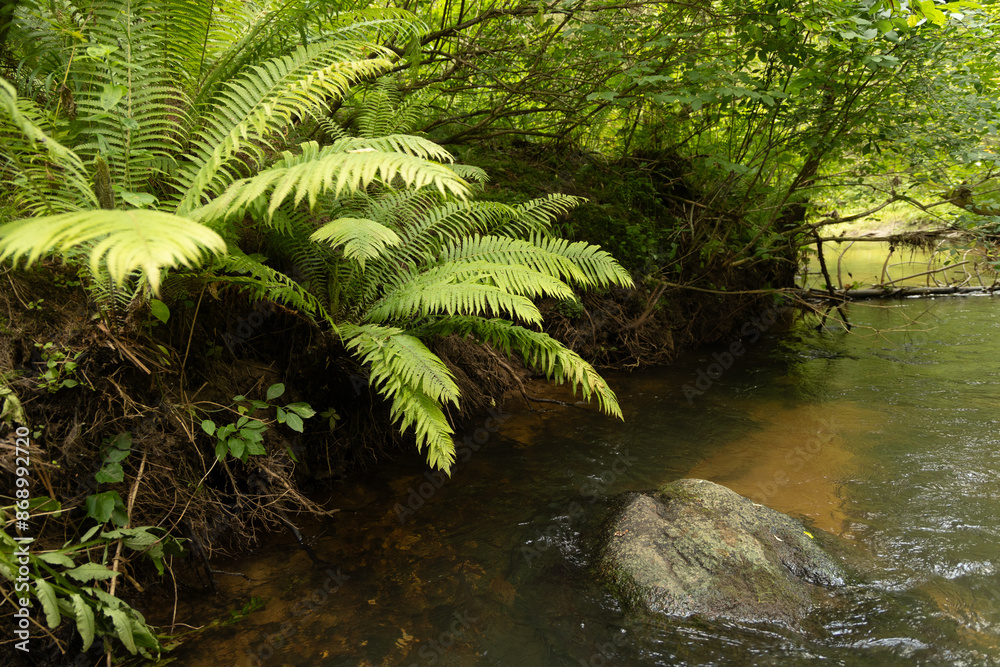 Beautiful green fern leaver in the summer forest. Natural scenery of Latvia woodlands, Northern Europe. Beautiful green fern leaver in the summer forest. Natural scenery of Latvia woodlands, Northern Europe.