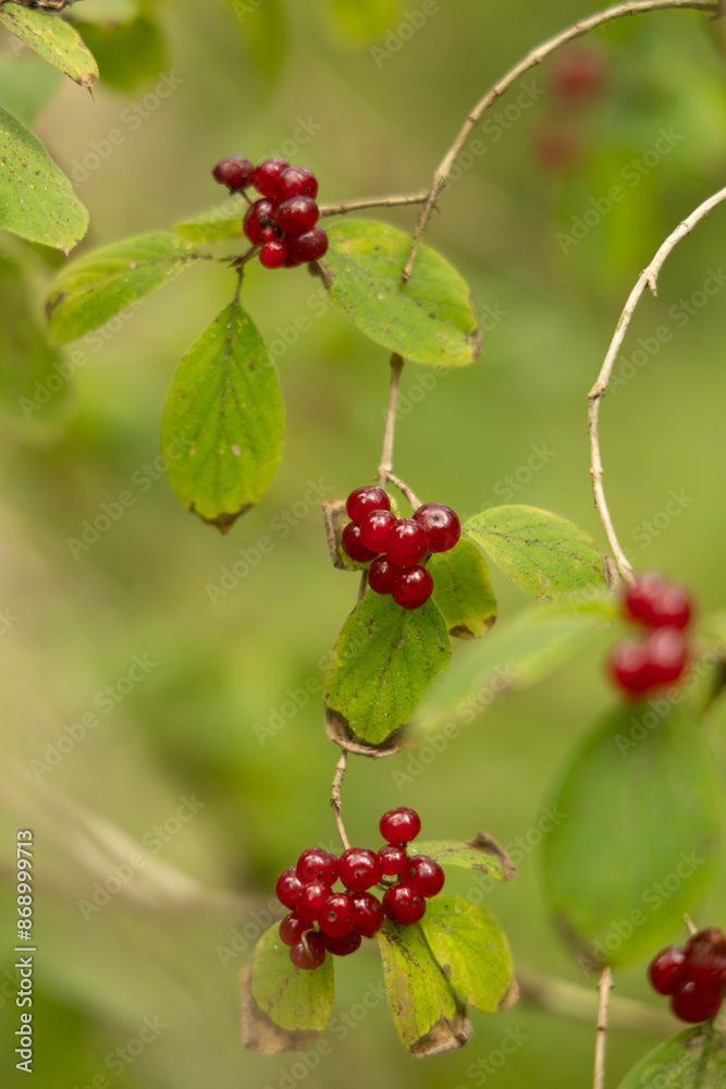 Beautiful red berries in the branches of the trees. Natural woodlands scenery during summer's end. Beautiful red berries in the branches of the trees. Natural woodlands scenery during summer's end.