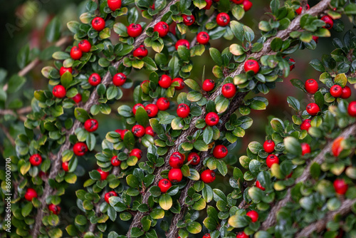 Beautiful red berries growing in the branch of bush in oriental park in autumn. Natural background. © dachux21