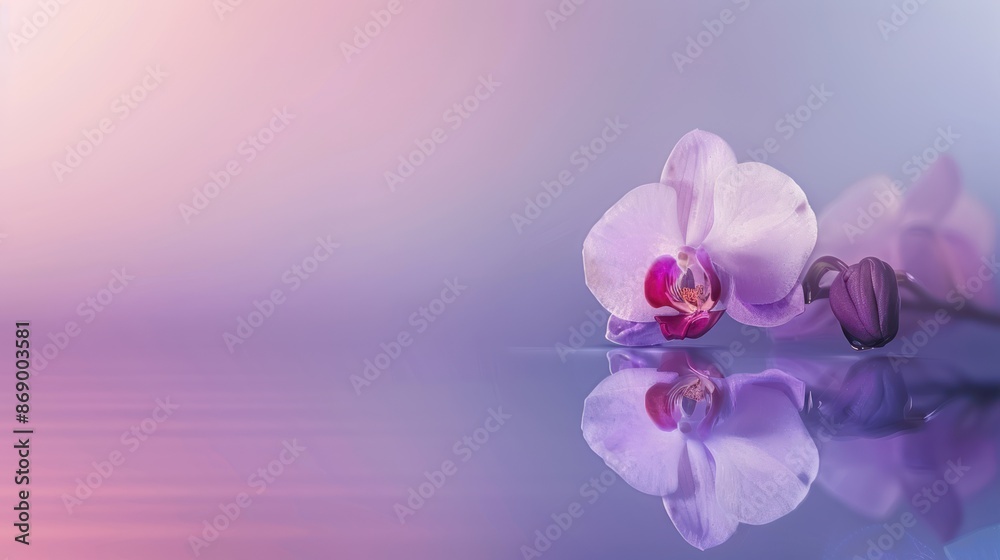 Orchid Reflection in a Purple Haze Orchid Reflection in a Purple Haze