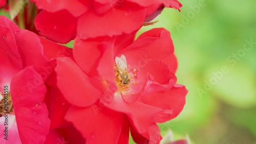 Honey bee collecting nectar from red flowers of rose.