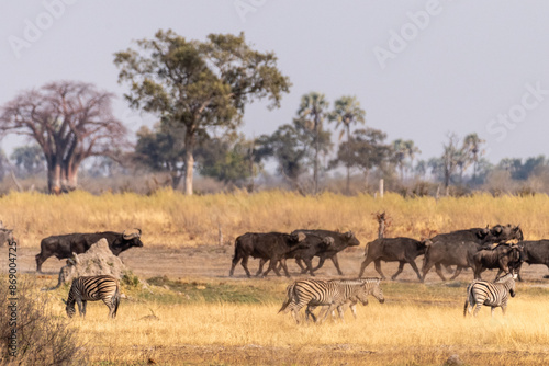 Telephoto shot of a herd of blue wildebeest - Connochaetes taurinus- and Burchell's Plains zebra -Equus quagga burchelli-walking on the plains of the Okavango Delta, Botswana. © Goldilock Project