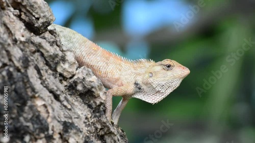 Asian lizard on the bark of tree. photo