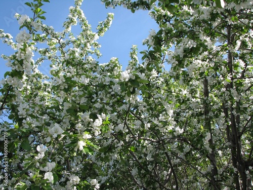 Canopy of Apple Tree Blossoms