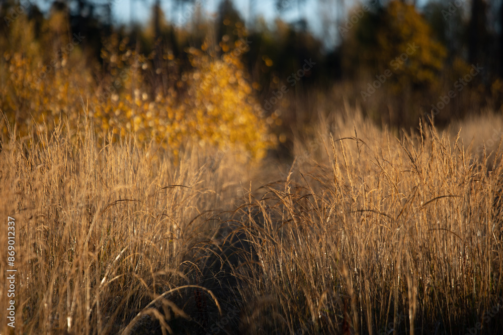Beautiful autumn scenery with sunlit grass. Warm, brown colors. Beautiful autumn scenery with sunlit grass. Warm, brown colors.