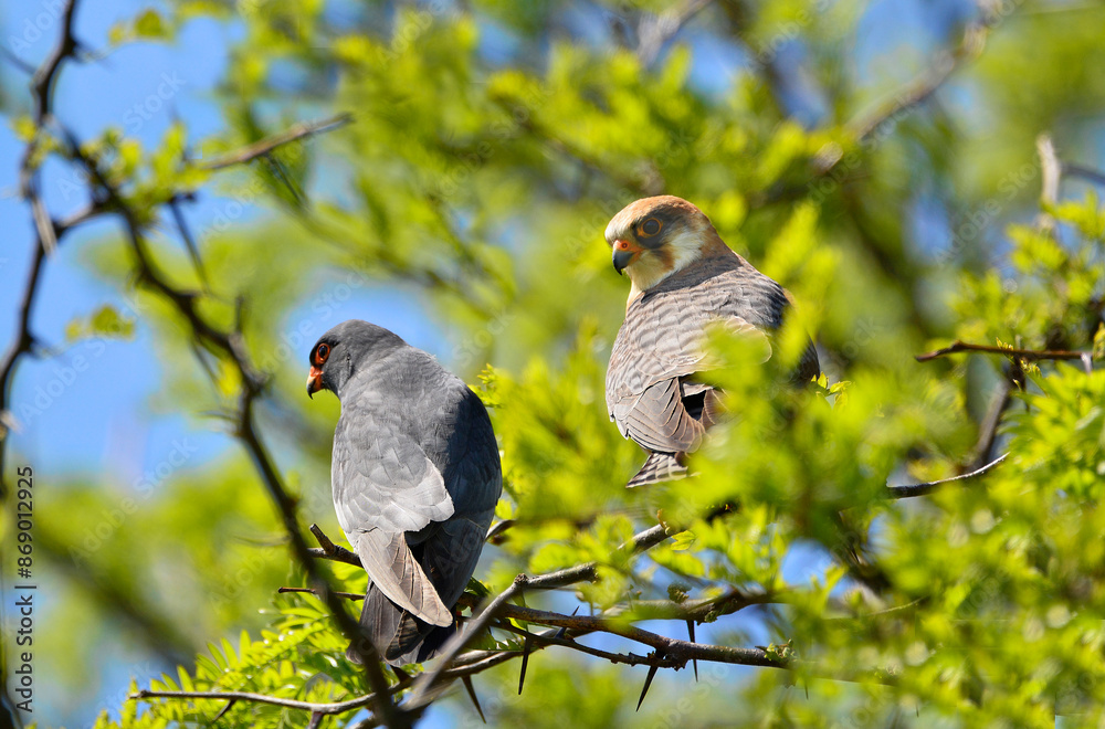 Fototapeta premium Red-footed falcon in the wild, on a tree branch, (Falco vespertinus)