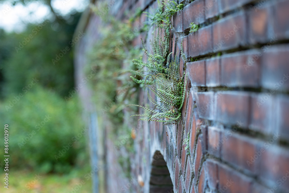 Small, beautiful plants growing on the red brick wall. Beautiful autumn scenery of park in Germany. Small, beautiful plants growing on the red brick wall. Beautiful autumn scenery of park in Germany.