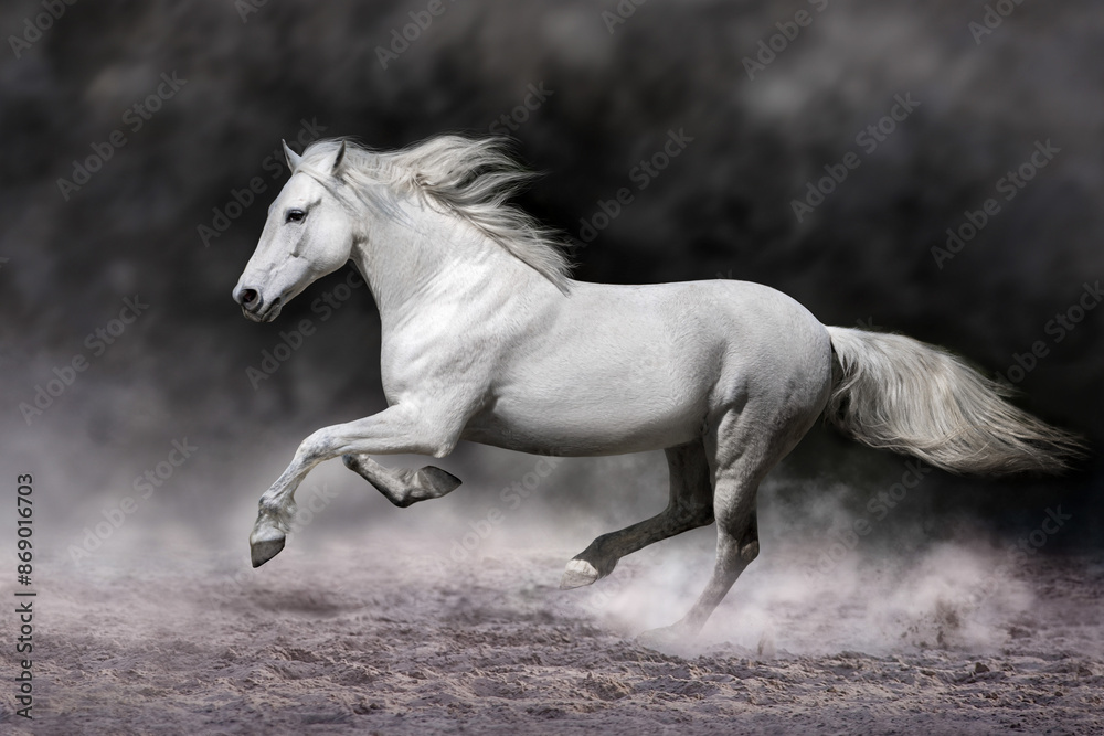 Horse run free gallop Horse run free gallop