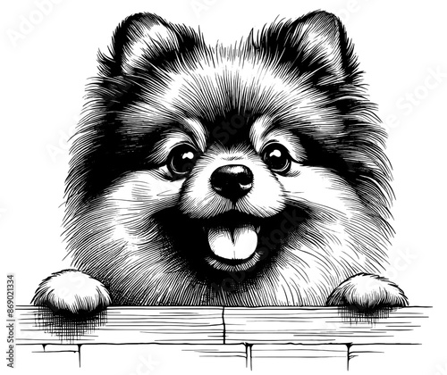 Hand drawn cute peeking Pomeranian, vector sketch isolated on transparent background.	