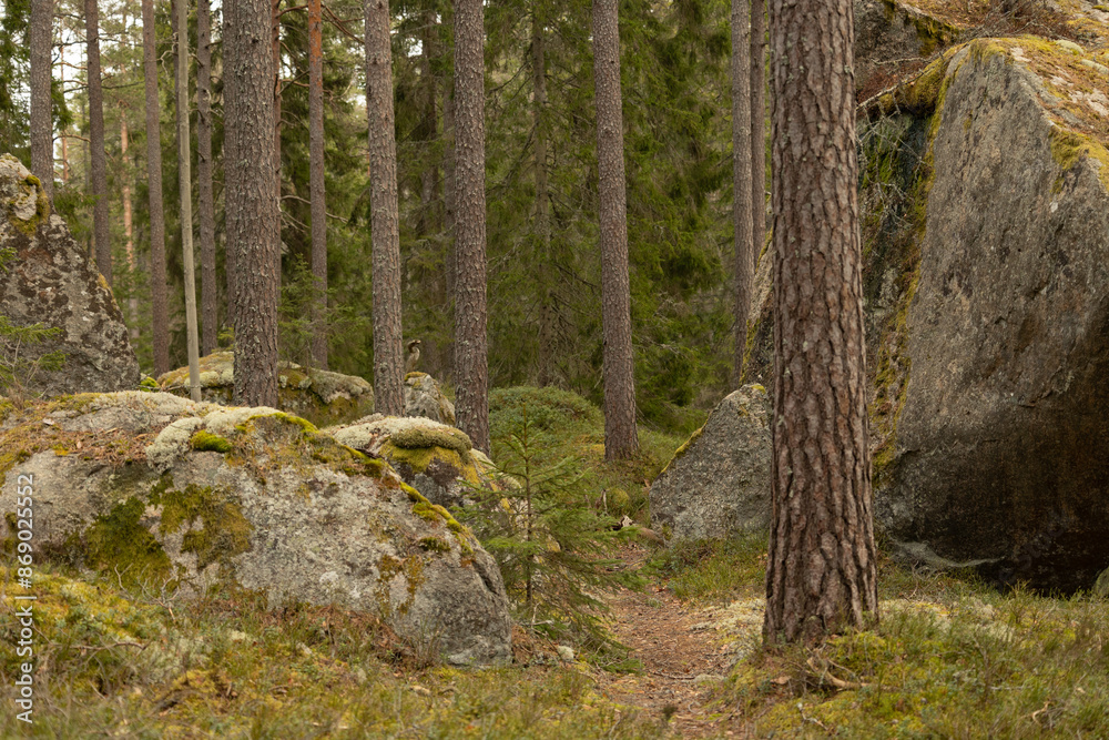 Obraz premium Huge stone boulders in the Swedish forest with moss and lichen. Natural springtime scenery of Scandinavian woodlands.