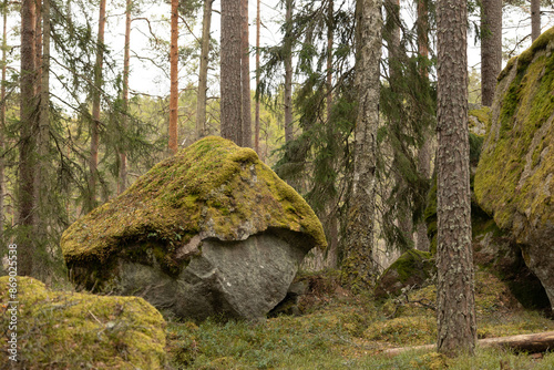 Huge stone boulders in the Swedish forest with moss and lichen. Natural springtime scenery of Scandinavian woodlands.