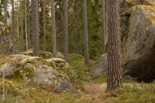 Fototapeta Naklejka Na Ścianę i Meble -  Huge stone boulders in the Swedish forest with moss and lichen. Natural springtime scenery of Scandinavian woodlands.
