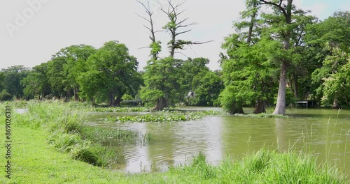 Static footage of the Guadalupe River in Kerrville Texas.  Some Cypress trees and lily pads can be seen in the water. photo