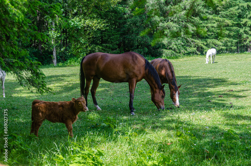 Horses and calf grazing in a ranch