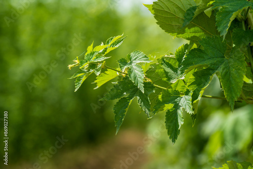 Green close up Hop field plantation at the Bavarian Holledau region  photo