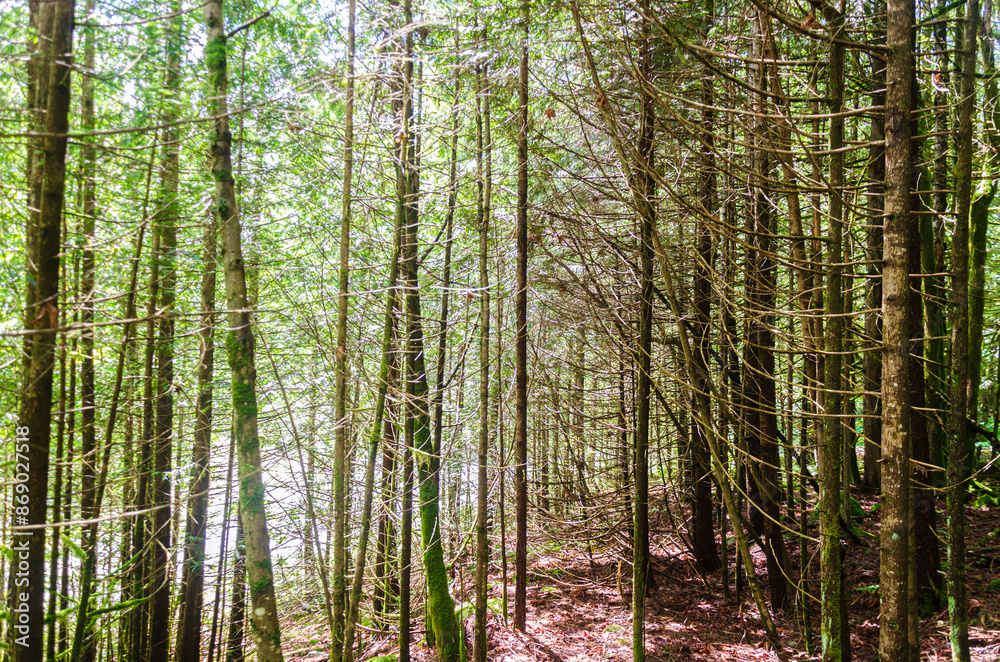 Fototapeta premium Inside a dense pine tree forest