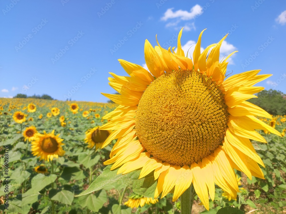 Beautiful sunflower in the field on a sunny day Beautiful sunflower in the field on a sunny day
