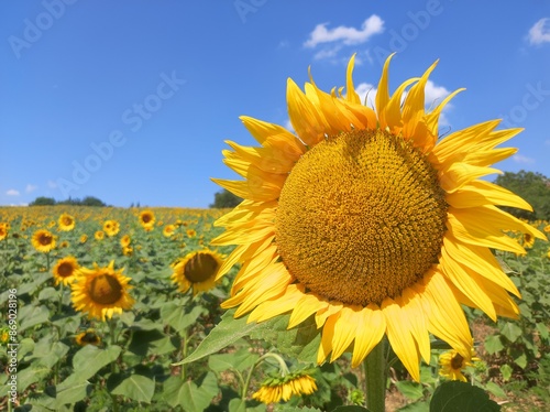 Fototapeta Naklejka Na Ścianę i Meble -  Beautiful sunflower in the field on a sunny day