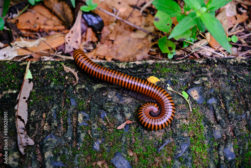 a millipede on a damp, moss-covered surface.
