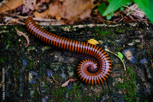 a millipede on a damp, moss-covered surface.