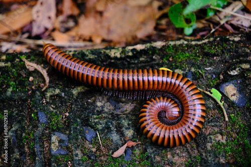 a millipede on a damp, moss-covered surface.
