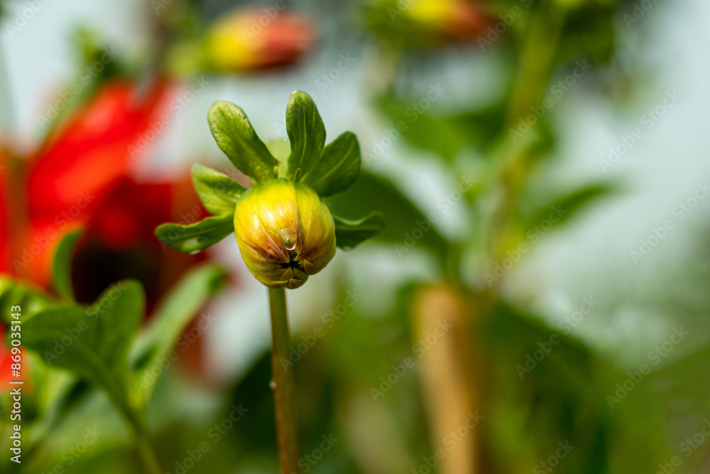 Single Dahlia into a beautiful bunch of flowers and the terminal bud off the center shoot Single Dahlia into a beautiful bunch of flowers and the terminal bud off the center shoot