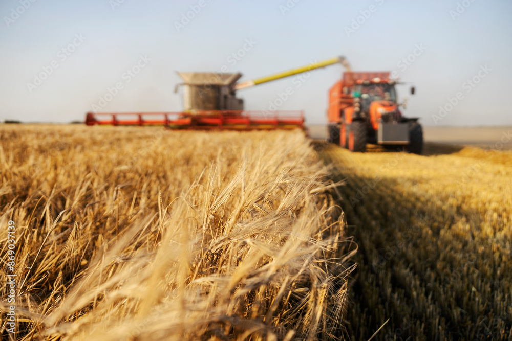 Obraz premium Close up of ripe wheat in field with combine harvester reaping and tractor next to it.