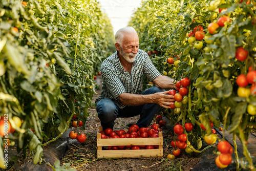 Obraz na plátně Happy senior agricultural worker harvesting fresh ripe tomato at tomato plantation
