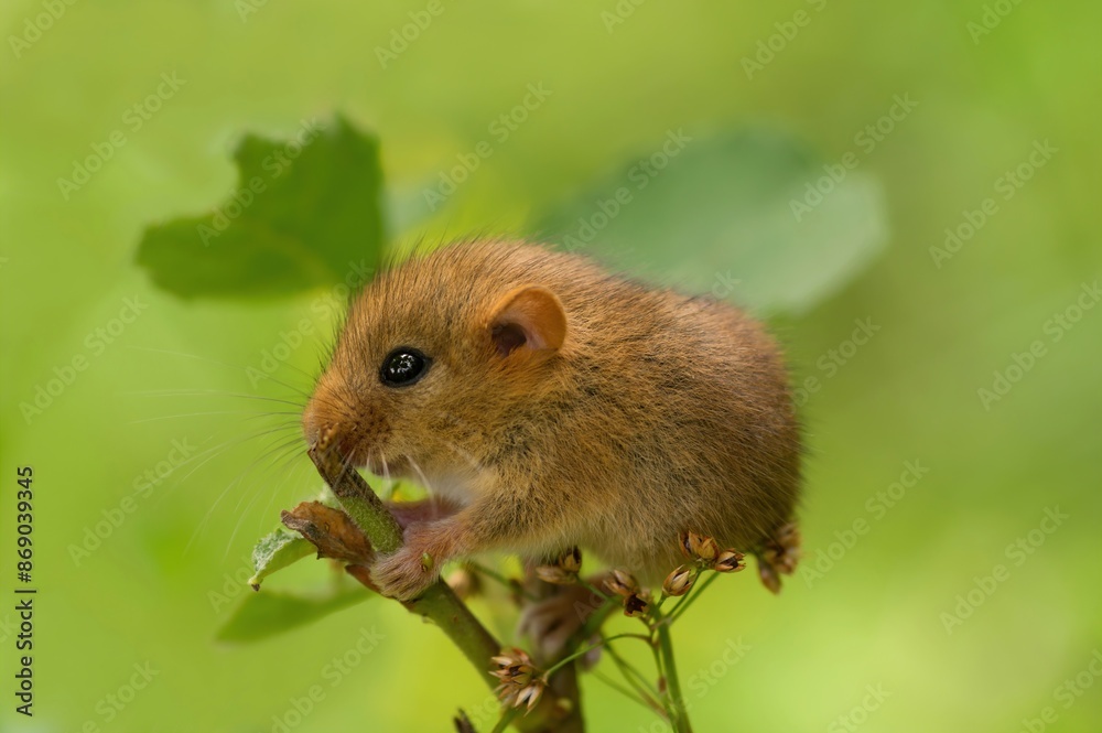 Cute tiny hazel dormouse or common dormouse, Muscardinus avellanarius, nocturnal animal with reddish brown fur, little paws and black eye, sits on a branch and nibbles the leaves in forest Cute tiny hazel dormouse or common dormouse, Muscardinus avellanarius, nocturnal animal with reddish brown fur, little paws and black eye, sits on a branch and nibbles the leaves in forest