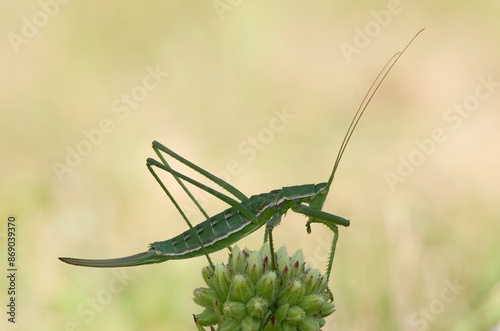 Lateral closeup on an impressive partogentic female of the endangered, predatory and one of largest European bush cricket, Saga pedo sitting on plant photo