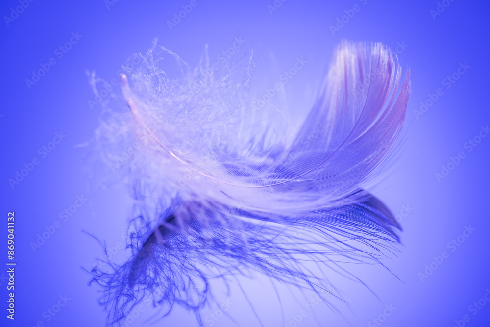 Beautiful feather on blue background. Birds feather texture, with reflection, close up. One Bird feather rotating, macro shot. Softness concept Beautiful feather on blue background. Birds feather texture, with reflection, close up. One Bird feather rotating, macro shot. Softness concept