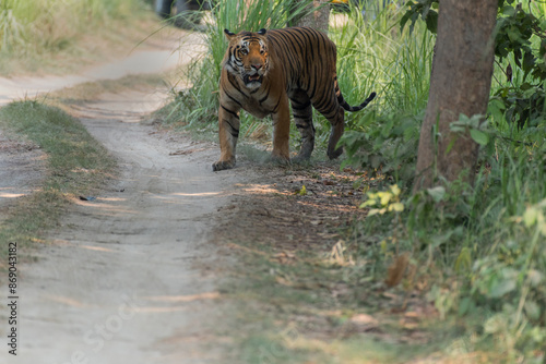 A tiger  roaming around  his territory in the forest trail. photo