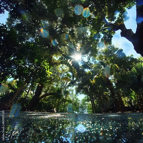 Sunlight shining through the trees in a lush green forest photo