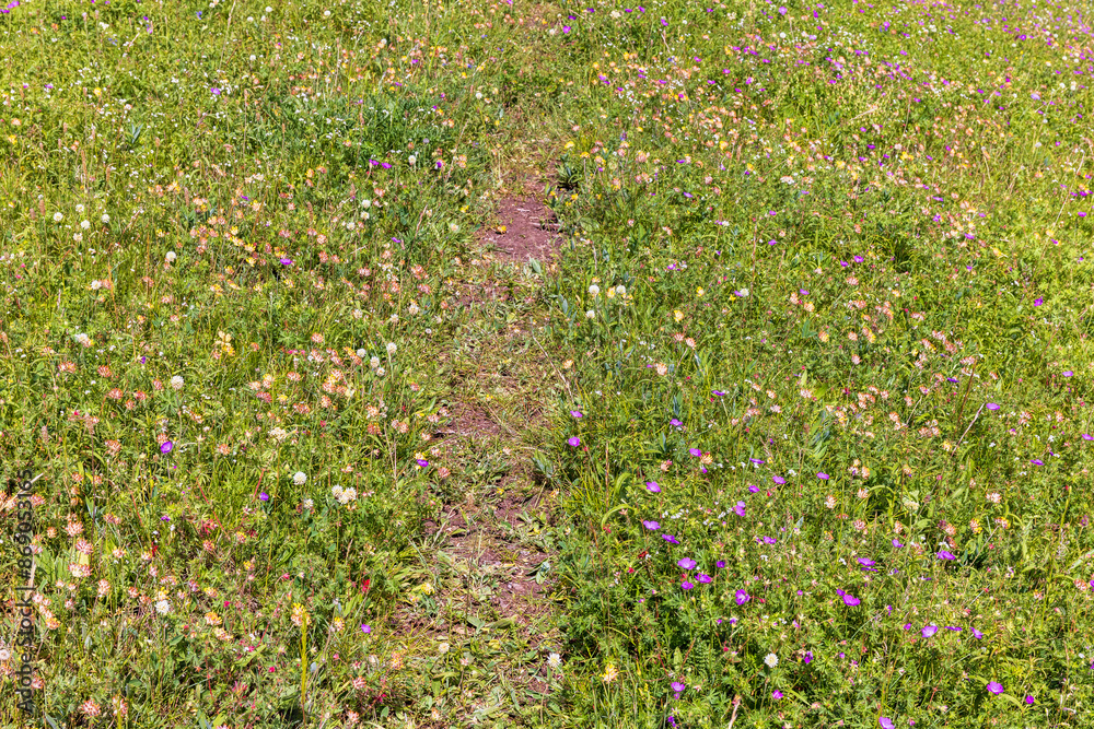 Nature path on a flowering meadow with wildflowers Nature path on a flowering meadow with wildflowers