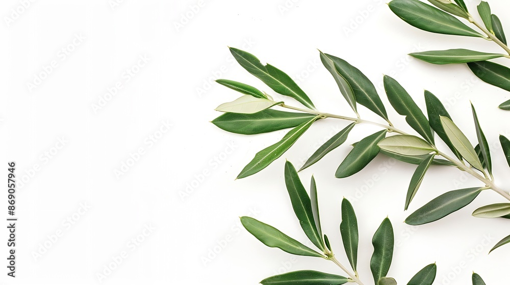Fresh olive branch leaves isolated on white background closeup : Generative AI Fresh olive branch leaves isolated on white background closeup : Generative AI