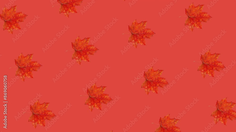 Autumn-themed pattern with rotating red maple leaves on a red background, ideal for fall decor and Thanksgiving celebrations Autumn-themed pattern with rotating red maple leaves on a red background, ideal for fall decor and Thanksgiving celebrations
