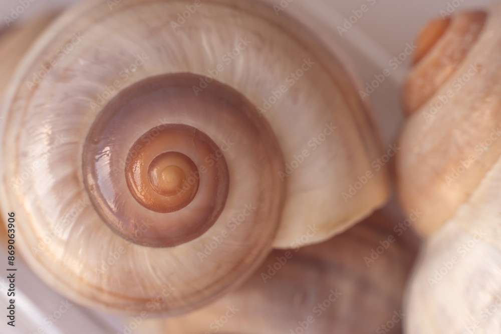 Colorful conch shell spiral. Colorful conch shell spiral.