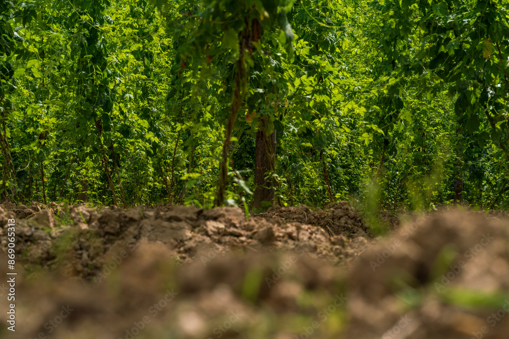 A view to the bottom of the hops field to see the soil and the early roots with a deep green topping A view to the bottom of the hops field to see the soil and the early roots with a deep green topping