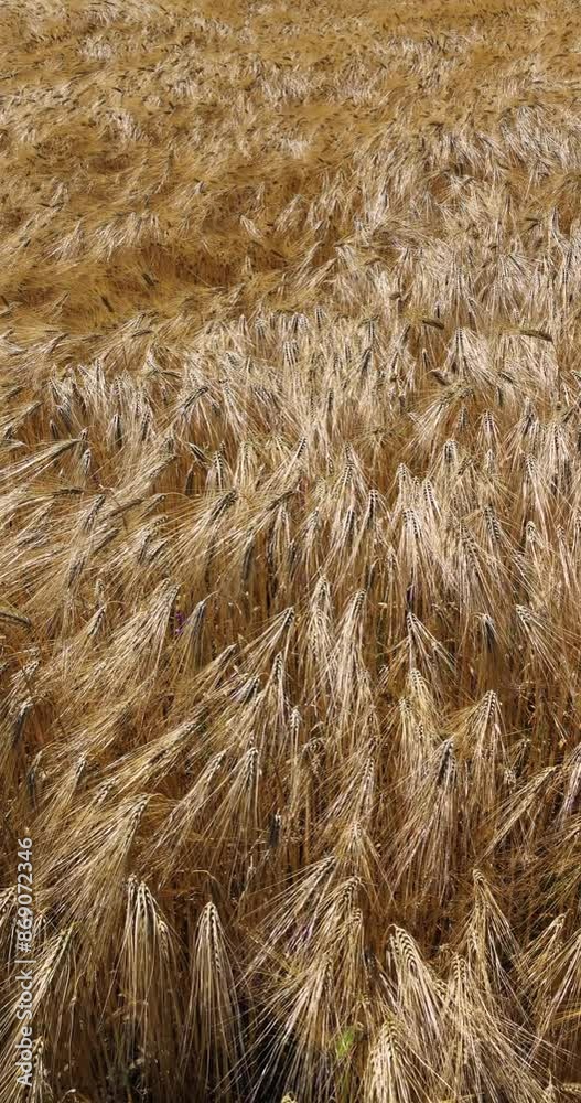 Agricultural fields of wheat and rye in rural Ukraine vertical video Agricultural fields of wheat and rye in rural Ukraine vertical video