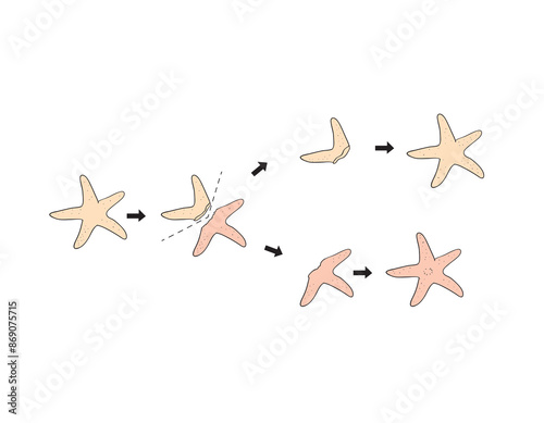 The regeneration cycle of starfish