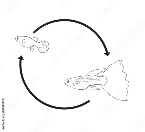 Life cycle of guppies cute cartoon for kid education