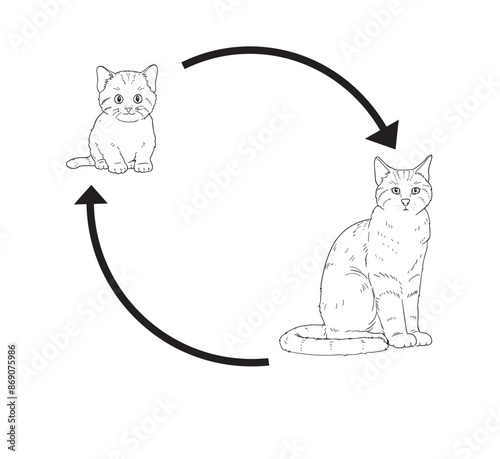 life cycle of cat cute cartoon for kid education