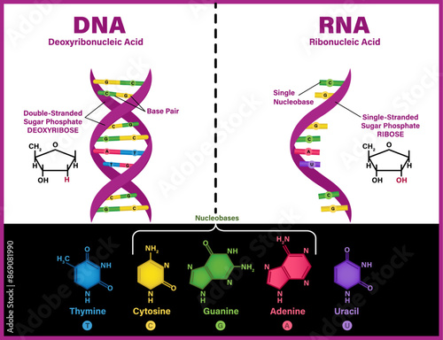 DNA vs RNA vector illustration diagram. Comparison between  Ribonucleic and deoxyribonucleic molecule helix chain 