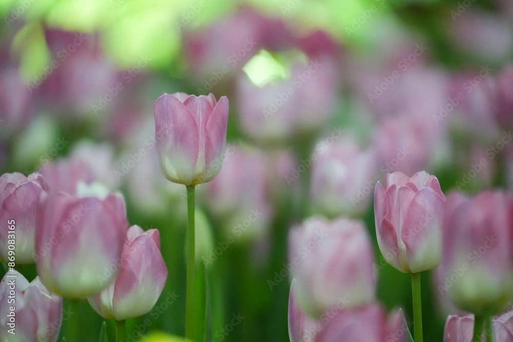 Fototapeta premium Pink tulips are blooming in large numbers in the tulip forest.