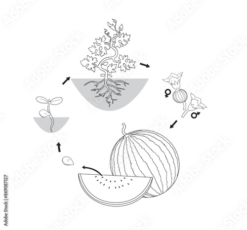 The growth cycle of watermelons.