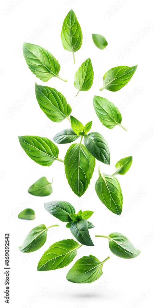 Falling Holy Basil leafs or thai basil leafs isolate on white background, selective focus Falling Holy Basil leafs or thai basil leafs isolate on white background, selective focus