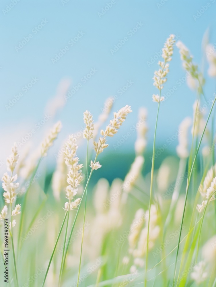 A close-up image of wheat stalks basking in sunlight, showcasing the detailed texture and natural beauty of wheat against a bright, clear blue sky. A close-up image of wheat stalks basking in sunlight, showcasing the detailed texture and natural beauty of wheat against a bright, clear blue sky.