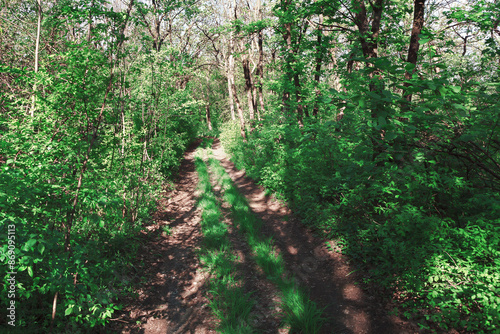 Path through a forest with trees on both sides. Serene dirt road winding through the woods, surrounded by lush green trees photo